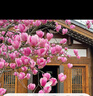 自建別墅美化玉蘭花樹(shù)苗帶花苞庭院四季好養白紫玉蘭花盆栽花卉 精選紫玉蘭（5公分粗）大土球 曬單實(shí)拍圖
