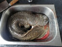從都園順豐包郵娃娃魚(yú)活體生鮮大鯢海鮮水產(chǎn)鮮活淡水魚(yú)肉質(zhì)鮮美3-18斤 一條15斤 曬單實(shí)拍圖