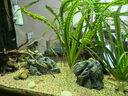 PRODIBIO法國原裝進(jìn)口魚(yú)缸用硝化細菌水穩淡海水菌糧開(kāi)缸劑凈水科迪淡海水 3支硝化菌1支安定劑1支菌糧 曬單實(shí)拍圖