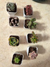 多肉組合盆栽陽(yáng)臺盆栽喜陽(yáng)植物新手福利按圖發(fā)貨品種花卉好養 C款8種加盆土 曬單實(shí)拍圖
