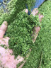 喜鵬 牧草打漿機家用多功能養殖牛羊雞鴨鵝干濕兩用青草玉米粉碎機 超細牧草粉碎機4刀盤(pán)單機 曬單實(shí)拍圖