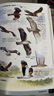 （贈鳥類貼紙）鳥類行為圖鑒 中國國家地理鳥類百科全書野外手冊 鳥類形態(tài)圖鑒動物百科觀鳥者實用寶典 曬單實拍圖