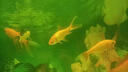 進(jìn)口日本速溶黃粉魚缸殺蟲殺菌防魚病治爛鰭白點(diǎn)水霉趴缸觀賞魚藥 100g/進(jìn)口日本黃粉（預(yù)防治療各類魚病) 曬單實(shí)拍圖