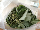 四川新鮮藿香葉魚香葉 露天現(xiàn)摘魚香菜藿香苗草 泡茶做菜霍香葉子 綠色 藿香純?nèi)~子+嫩尖100g 曬單實(shí)拍圖