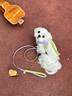 ARKIKA狗狗胸背牽引繩小型犬約克夏馬爾濟斯泰迪項圈背心式外出遛狗繩子 胸背+牽引繩1.8米【晶石紫】 M碼（7-10斤貓犬）胸圍34-40cm 曬單實(shí)拍圖