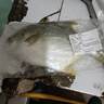 朵芙 新鮮海捕金鯧魚450-350g*3條 深海魚平魚鯧魚魚類金昌魚海鮮水產(chǎn) 碼頭直發(fā)【350g-450g*3條】 曬單實拍圖