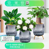 綠有意綠植盆栽桌面水培綠植辦公室植物懶人好養(yǎng)盆景水養(yǎng)植物 【熱套餐】梔子花+發(fā)財樹+綠公主 含盆 曬單實拍圖