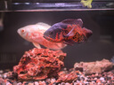美的（Midea）星河凈水器1200Gpro大通量 0阻垢劑6年長(cháng)效RO膜反滲透家用直飲零陳水廚下凈水器凈飲機 【6年RO】星河1200GPro凈水器 陶氏膜智顯觸控屏 曬單實(shí)拍圖