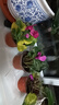 仙客來盆栽帶花大花重瓣花卉植物室內(nèi)花好養(yǎng)活四季開花陽臺仙鶴來 3 盆套餐【顏色任選】 簡易盆 曬單實拍圖