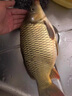 七星漂線組套裝成品傳統(tǒng)釣魚浮漂魚線漂套裝全套綁好高靈敏度斑點(diǎn) 4.5米子線夾款【6卷】送10付雙鉤 1.2號【無損原絲】 曬單實拍圖