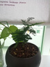 澳顏萊唐山矮生云竹文竹云松竹辦公室內(nèi)好養(yǎng)綠植桌面長(zhǎng)青小盆栽四季常綠 正宗矮云竹1盆【原土包著發(fā)貨】 曬單實(shí)拍圖