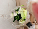 白掌盆栽綠植花卉室內(nèi)客廳好養(yǎng)一帆風(fēng)順?biāo)募鹃_花凈化空氣觀賞盆景美觀 特級大號白掌（原盆）+肥料 含盆 曬單實拍圖