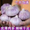 十足干】金鄉(xiāng)紫皮大蒜頭干蒜子特大果批發(fā)特級(jí)新鮮紅皮便宜大頭蒜 【單果30 - 50g 】 5.01斤（特大果） 曬單實(shí)拍圖