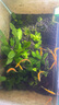 漢洋（ WATERWEEDS INDUSTRY）HANYANG亞馬遜水草泥魚(yú)缸底砂水草種子造景裝飾套餐水藻泥免洗1L 曬單實(shí)拍圖