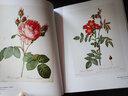 【封面隨機】正版現貨 Redoute the bible of rose 英文原版 宮廷畫(huà)師雷杜德手繪花卉玫瑰花圖譜作品集 雷杜德畫(huà)集畫(huà)冊書(shū)籍暢銷(xiāo)書(shū) 曬單實(shí)拍圖
