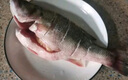 鮮活沖浪河鱸魚400-500g/條 曬單實拍圖