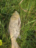 小鳳仙伊勢(shì)尼魚(yú)鉤子線組綁好子線雙鉤野釣大物專用魚(yú)鉤成品套裝鰱鳙鉤 伊勢(shì)尼有刺（鉤7#/線2.5#） 子線雙鉤-20付盒裝 曬單實(shí)拍圖
