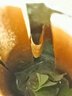 樟木頭觀(guān)音綠荔枝苗妃子笑桂味糯米滋水果苗庭院盆栽種植果樹(shù)苗 觀(guān)音綠2年苗原裝杯苗 50cm(含)-60cm(不含) 曬單實(shí)拍圖