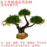 森淵莫斯樹(shù)水草魚(yú)缸造景無(wú)土淡水增氧水族箱懶人沉木魚(yú)缸活體淡水植物 成品莫斯樹(shù)(高13-16cm三頭) 曬單實(shí)拍圖
