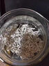 花色堂2025新茶張美麗莓茶張家界永順野生龍須嫩芽尖藤茶長(zhǎng)壽湖南特產(chǎn) 精品野生新貨[牙尖莓茶]僅剩7 頭茬莓茶牙尖125克[1罐]含罐 曬單實(shí)拍圖