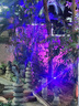 晚晚照樹燈 led景觀燈夜景燈戶外防水樹木插地七彩自動變色燈 射樹燈 【30W暖光】需白紅藍(lán)粉紫請備注 曬單實(shí)拍圖