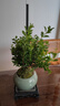 開時果 小葉赤楠盆景擺件 辦公室桌面綠植花卉好養(yǎng)盆栽植物源頭直發(fā)包郵 【熱銷款】哥窯浸墨盆+苔蘚+底座 曬單實拍圖