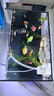 勝畫大型孔雀魚活魚苗觀賞魚熱帶魚活體魚淡水好養(yǎng)耐活精品純種鳳尾魚 【3-4CM】A大型孔雀魚3對送1對 曬單實拍圖