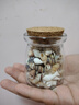 許愿瓶裝天然海螺貝殼海星組合海洋科普標本手工diy材料裝飾擺件 【加盲袋5個】許愿瓶裝約400顆 曬單實拍圖