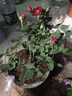 意軒迷你微型月季鉆石玫瑰花卉植物歐洲月季盆栽綠植四季開花 紅色原裝盆帶土栽好發(fā)貨 曬單實(shí)拍圖