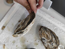 鮮海道 鮮活乳山生蠔3XL 凈重5斤 13-17只 生鮮海鮮貝類 源頭直發(fā) 曬單實拍圖