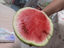 正宗河南沙地頭茬麒麟西瓜新鮮水果冰糖脆甜薄夏季生鮮沙瓤大西瓜 特級麒麟西瓜丨凈重5-6斤裝 有籽/無籽隨機發(fā)貨 曬單實拍圖