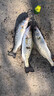 云飛魚日本高端碳氟線正品路亞前導(dǎo)線釣魚線耐磨主線柔軟子線套裝尼龍線 120米碳氟線單卷【熒光綠】 3.0號 曬單實拍圖