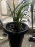 自然老種蘭花苗 春蘭【雪影】濃香綠植花卉園藝 室內(nèi)盆栽花卉 5苗連體 不含盆 曬單實拍圖