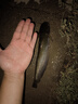 龍王恨魚(yú)餌野戰藍鯽X5釣魚(yú)餌料老三樣野釣鯽魚(yú)酒米窩料紅蟲(chóng)拉絲粉 藍鯽X5-腥香（300g） 【2包】 曬單實(shí)拍圖