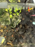 Atman壁掛式外置過濾桶龜缸小型魚缸過濾器循環(huán)水泵三合一增氧泵吸糞 【適30cm以內(nèi)缸·二層過濾】除油膜 含濾材 曬單實(shí)拍圖