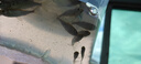 土鯪魚白鰱魚苗活體飼料活魚喂鱖魚喂金龍喂烏龜喂桂花鱸魚活餌魚 飼料魚隨機(jī)發(fā)2-4厘米30條送10% 曬單實(shí)拍圖