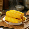 佟創(chuàng)東北黃糯玉米 新鮮甜糯玉米棒 代餐真空包裝黏甜玉米生鮮 東北黃玉米220g*8棒/箱 曬單實拍圖