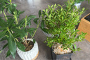 八芽小葉赤楠盆栽室內(nèi)桌面客廳好養(yǎng)花卉綠植凈化空氣四季常青盆景植物 小葉赤楠-舍得盆-方形密胺 帶盆栽好 曬單實拍圖