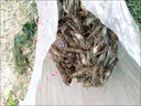 捕蝦神器安全環(huán)保蝦藥蝦上岸專用野釣河蝦藥捕蝦小藥用品 蝦上岸2瓶裝 曬單實(shí)拍圖