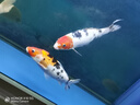 森森（SUNSUN）魚(yú)缸燈水草燈全光譜led燈防水燈管水族燈爆藻燈水陸兩用燈管 夢(mèng)之藍白（增色） 適合1.2m魚(yú)缸 20W獨立開(kāi)關(guān) 長(cháng)98cm 曬單實(shí)拍圖