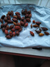 味尚耶貴州黃梔子果香料用色素花茶泡茶上色鹵料調(diào)味包紅枝子天然 優(yōu)質(zhì)手采梔子25g【嘗鮮】 曬單實(shí)拍圖