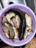 大紅狗子線雙鉤成品魚鉤綁好的防纏繞伊豆伊勢(shì)尼鯽魚釣魚鉤套裝全套 鎢鋼黑金鬼牙雙鉤伊勢(shì)尼(買1送1) 1號(hào) 曬單實(shí)拍圖