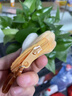 BIBK日本零錢包可愛(ài)小貓小魚毛絨迷你錢包鑰匙雜物收納包少女心耳機(jī)包 圓形款-小魚 曬單實(shí)拍圖