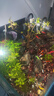 水楊梅魚(yú)缸造景樹(shù)植物魚(yú)缸造景烏龜缸觀(guān)賞水培綠植造景全套古法養 水楊梅一顆40-50厘米 曬單實(shí)拍圖