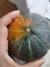 正宗貝貝南瓜小南瓜新鮮板栗味寶寶輔食粉糯營(yíng)養豐富優(yōu)質(zhì)奶油南瓜 新鮮貝貝南瓜【現摘現發(fā)】 3斤 曬單實(shí)拍圖