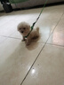夢茜兒比熊犬活體寵物狗法國小體比熊幼犬韓版比熊米奇耳飛耳比熊小狗 寵物級 公 曬單實拍圖