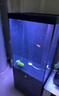 漢霸2025新款魚缸客廳家用底濾小型超白玻璃造景水族箱智能落地 亮黑色【底濾*到手就養(yǎng)魚】 50x40x125cm 曬單實拍圖