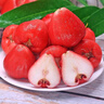 京鮮生 紅寶石蓮霧 凈重2斤裝9-12個(gè) 單果75g+生鮮水果源頭直發(fā)包郵 曬單實(shí)拍圖
