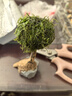 旺園興魚(yú)缸造景樹(shù)定植樹(shù)沉木活體裝飾水草無(wú)需底沙魚(yú)缸造景增氧莫斯植物 高10cm左右(蘑菇頭直徑5cm) 曬單實(shí)拍圖