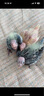 凡賽爾（VERSELE-LAGA）中小型鸚鵡幼鳥(niǎo)高蛋白奶粉鳥(niǎo)糧250g 凡賽爾A21 曬單實(shí)拍圖